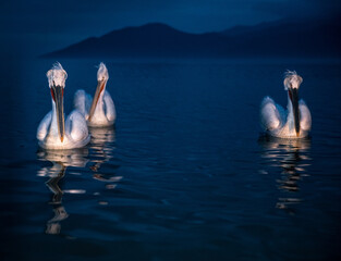 pelicans in the night
