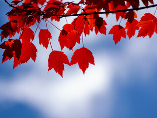 Red leaves on blue sky with clouds in autumn