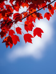 Red leaves on blue sky with clouds in autumn
