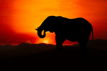 Fototapeta na wymiar Afrika Sonnenaufgang und Sonnenuntergang mit Elefanten im Etosha Nationalpark