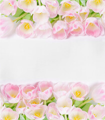 Fototapeta premium Mother's Day, St Valentine's Day Card. Tulips on white Background, flat lay