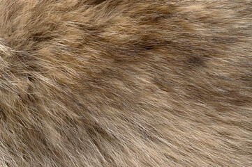 Real grey wolf fur, surface. Wolf pelt with silky, fluffy and bushy fur fibers, primarily used for...