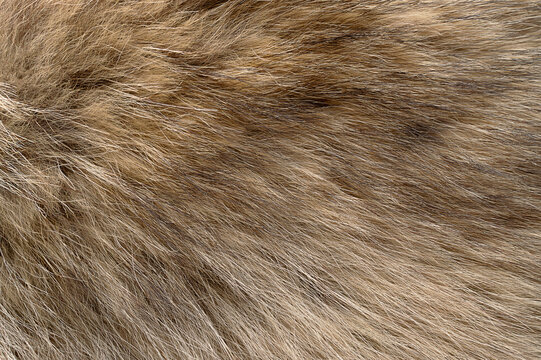 Real grey wolf fur, surface. Wolf pelt with silky, fluffy and bushy fur fibers, primarily used for scarfs. Thick growth of hair that covers the skin of gray wolves, Canis lupus, a canine. Macro photo.