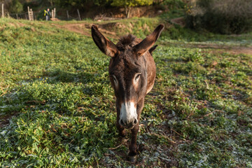 Donkey standing outdoors in the nature. field.