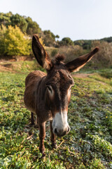 A donkey standing outdoors in the field at daytime.