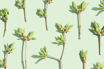 Top view green leaf at sunlight in minimal style on pastel green background. Natural tree branches with new spring leaves, monochrome photo, botanical nature design pattern, spring flat lay