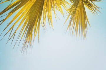 Fototapeta na wymiar Palm tree leaves in bright morning sun light on blue sky background with copy space for text. Tropical mood and relax concept photo