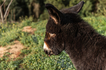 Fototapeta premium Close-up view of the head of a donkey calf outdoors in nature.