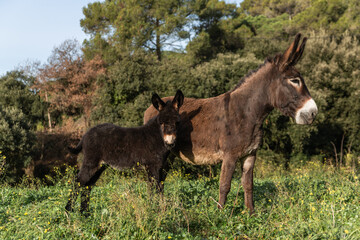 View of a donkey with calf outdoors in nature.