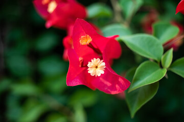 red bougainvillea red flower with green leaves