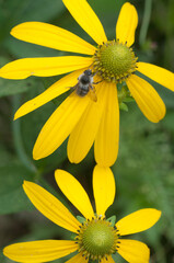 Rudbeckia yellow flowers
