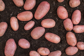 potatoes of different sizes scattered on moist soil
