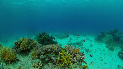 Wonderful and beautiful underwater colorful fishes and corals in the tropical reef. Philippines.