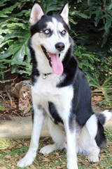 Gorgeous Siberian husky dog in the park 