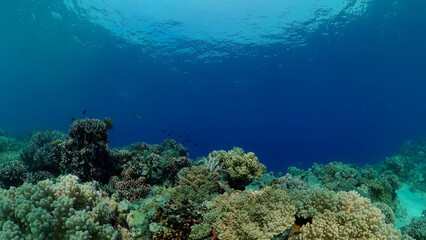 Tropical fishes and coral reef underwater. Hard and soft corals, underwater landscape.