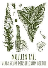Drawings of MULLEIN TALL. Hand drawn illustration. Latin name VERBASCUM DENSIFLORUM BERTOL.
