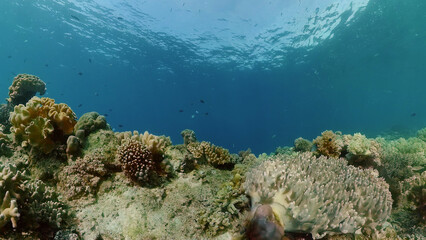 Reef Coral Scene. Tropical underwater sea fish. Hard and soft corals, underwater landscape. Philippines.