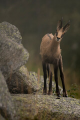 Portrait of a cute young  alpine Chamois (Rupicapra rupicapra) with summer coat standing upright on a large stone on a foggy evening and looking at me curiously, Piedmont Alps, Italy.