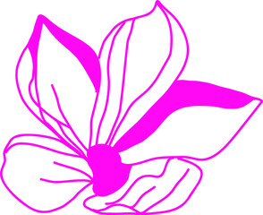 Pink flower lily