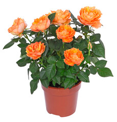 Mini rosier orange