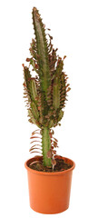 Euphorbia dendroides	en pot