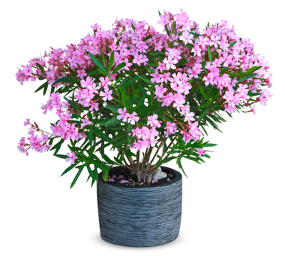 Nerium oleander en pot