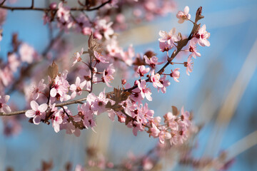 Cherry pink flowers blossom - spring background with blue sky