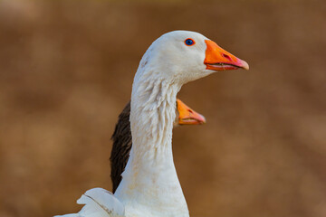 white duck with coffee color background