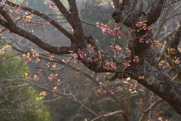 寒桜