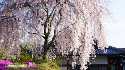 枝垂れ桜の開花