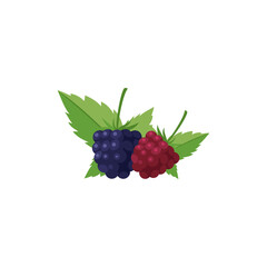 Dewberries Flat design clip art vector illustration isolated on a white background - obrazy, fototapety, plakaty