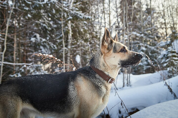 Dog German Shepherd outdoors in the forest in a winter day. Russian guard dog Eastern European Shepherd in nature on the snow and white trees covered snow