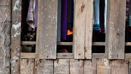 Siamese cat look through the bars of the house