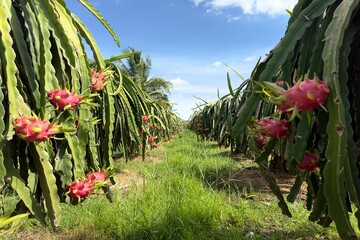 dragon fruit on the dragon fruit pitaya tree, harvest in the agriculture farm at asian exotic tropical country, pitahaya organic cactus plantation in thailand or vietnam in the summer sunny day