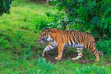 The tiger walks in search. Background with selective focus and copy space