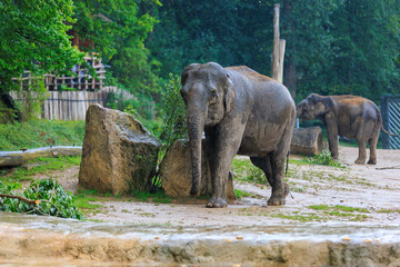 The elephant during the rain. Background with selective focus and copy space