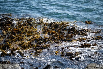 Seaweed and bull kelp growing on rocks in the ocean in australia. Waves moving seaweed over rock and flowing with the tide in Japan. Seaweed farm