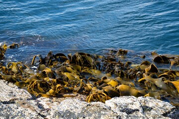 Seaweed and bull kelp growing on rocks in the ocean in australia. Waves moving seaweed over rock and flowing with the tide in Japan. Seaweed farm 
