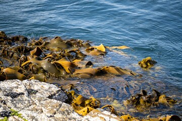 Seaweed and bull kelp growing on rocks in the ocean in australia. Waves moving seaweed over rock and flowing with the tide in Japan. Seaweed farm