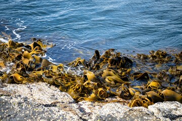 Seaweed and bull kelp growing on rocks in the ocean in australia. Waves moving seaweed over rock...