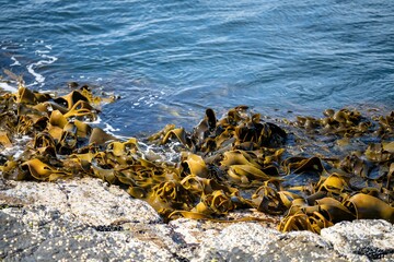 Seaweed and bull kelp growing on rocks in the ocean in australia. Waves moving seaweed over rock and flowing with the tide in Japan. Seaweed farm