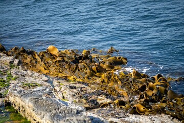 Seaweed and bull kelp growing on rocks in the ocean in australia. Waves moving seaweed over rock and flowing with the tide in Japan. Seaweed farm