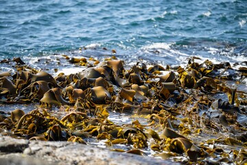 Seaweed and bull kelp growing on rocks in the ocean in australia. Waves moving seaweed over rock and flowing with the tide in Japan. Seaweed farm  © Phoebe