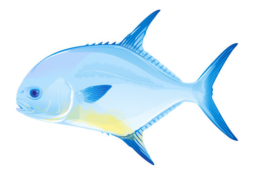 Permit fish in side view, realistic sea fish illustration on white background, recreational fishing, sport fishing