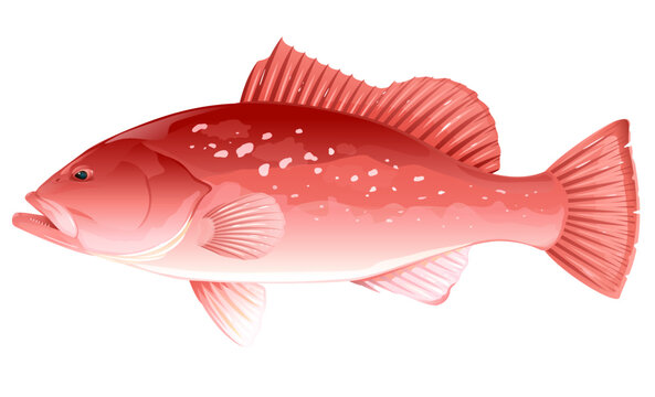 One Red grouper fish in side view, high quality illustration of sea fish, realistic sea fish illustration on white background, recreational fishing, sport fishing