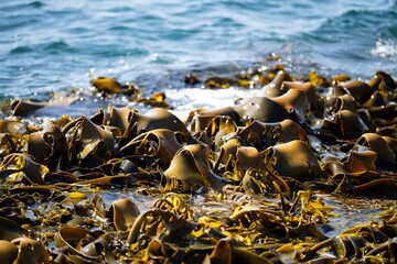Seaweed and bull kelp growing on rocks in the ocean in australia. Waves moving seaweed over rock and flowing with the tide in Japan. Seaweed farm © Phoebe