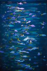 Fototapeta na wymiar Underwater world of school of fish in blue water, wallpaper.