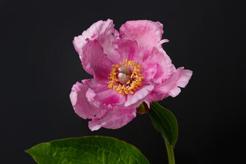 Beautiful peony flower of pink  color isolated on black background.