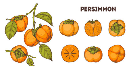 Persimmons fruit. Hand drawn design elements. Vector illustration. Design, package, brochure illustration. Persimmon fruit illustration. Design elements for packaging design and other.