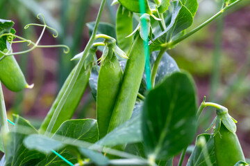Ripe young green peas in the vegetable garden